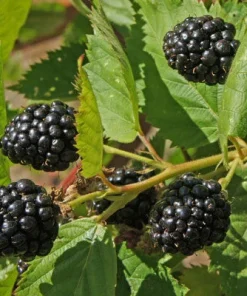2 Triple Crown Live Thornless Blackberry Plants - 1-2 Year Old Bush, Outdoor - Image 2
