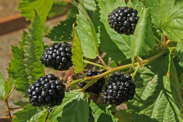 2 Triple Crown Live Thornless Blackberry Plants - 1-2 Year Old Bush, Outdoor - Image 2