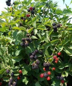 2 Triple Crown Live Thornless Blackberry Plants - 1-2 Year Old Bush, Outdoor - Image 3