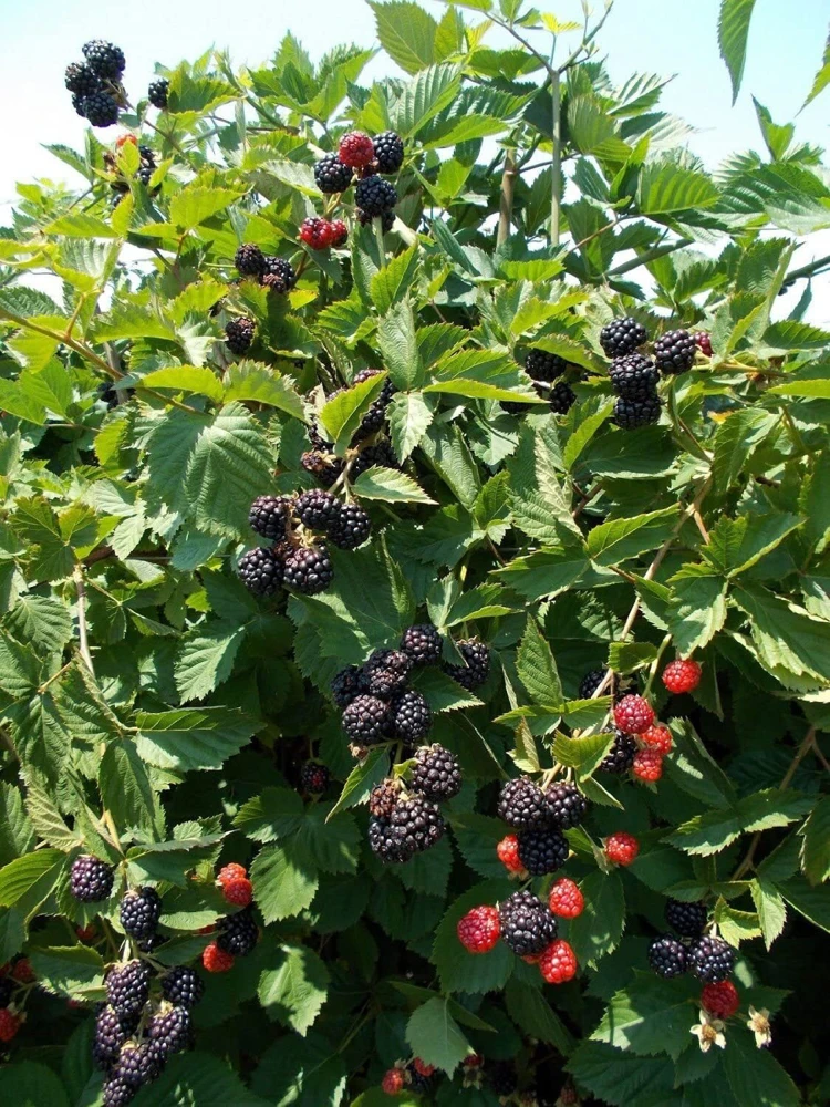 2 Triple Crown Live Thornless Blackberry Plants - 1-2 Year Old Bush, Outdoor - Image 3