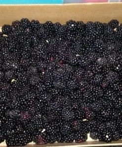 2 Triple Crown Live Thornless Blackberry Plants - 1-2 Year Old Bush, Outdoor - Image 4