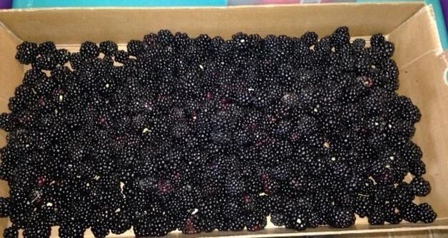 2 Triple Crown Live Thornless Blackberry Plants - 1-2 Year Old Bush, Outdoor - Image 4