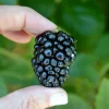 2 Triple Crown Live Thornless Blackberry Plants - 1-2 Year Old Bush, Outdoor - Image 1