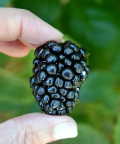 2 Triple Crown Live Thornless Blackberry Plants - 1-2 Year Old Bush, Outdoor - Image 1