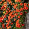 2 Trumpet Creeper Vines - 6-12" Tall Live Plants | Fast Growing Orange Hummingbird Vine Outdoor - Image 1