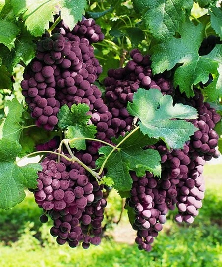 2 Vanessa Red Seedless Live Grape Vine Plants - 1-2 Year Old - Outdoor, Edible - Image 2