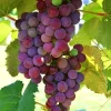2 Vanessa Red Seedless Live Grape Vine Plants - 1-2 Year Old - Outdoor, Edible - Image 1
