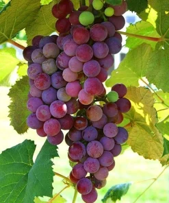 2 Vanessa Red Seedless Live Grape Vine Plants - 1-2 Year Old - Outdoor, Edible - Image 1