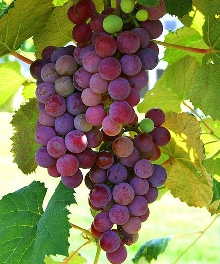 2 Vanessa Red Seedless Live Grape Vine Plants - 1-2 Year Old - Outdoor, Edible - Image 1