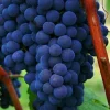 2 Venus Seedless Grape Vine Live Plants - 1-2 Year Old - Pruned - Outdoor - Image 1