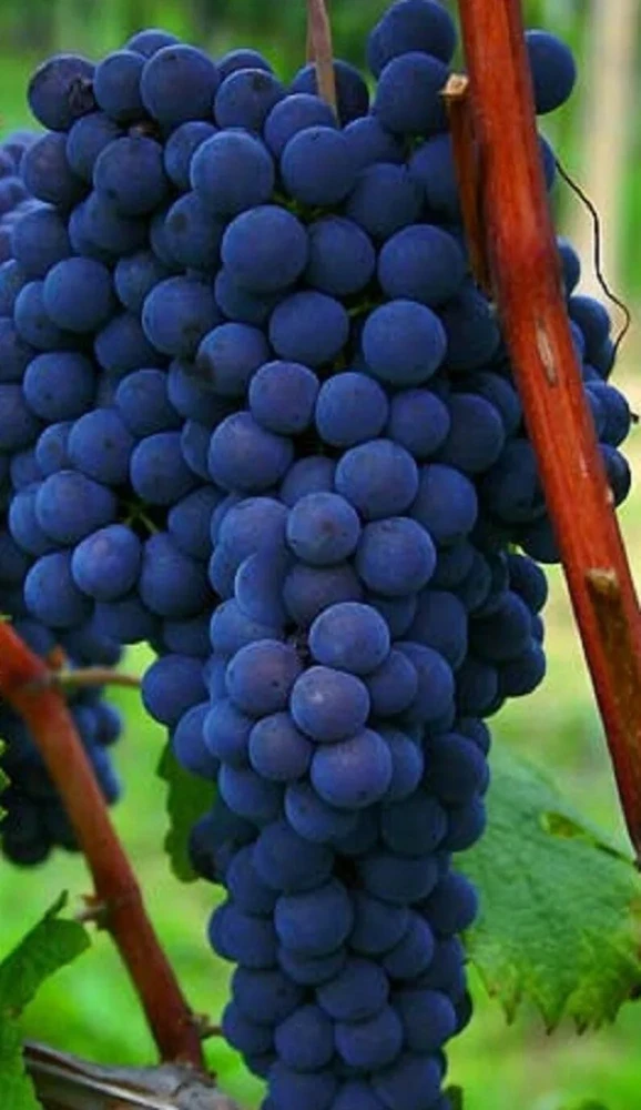 2 Venus Seedless Grape Vine Live Plants - 1-2 Year Old - Pruned - Outdoor - Image 1