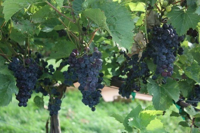 2 Venus Seedless Grape Vine Live Plants - 1-2 Year Old - Pruned - Outdoor - Image 2