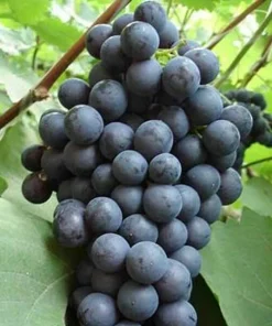 2 Venus Seedless Grape Vine Live Plants - 1-2 Year Old - Pruned - Outdoor - Image 4