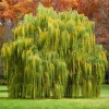 2 Weeping Willow Trees Live Plants - 6-12" Tall - Fast Growing Shade Trees - Image 1