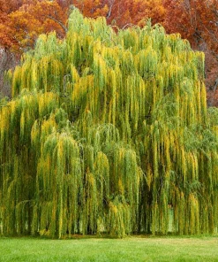 2 Weeping Willow Trees Live Plants - 6-12
