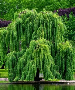 2 Weeping Willow Trees Live Plants - 6-12