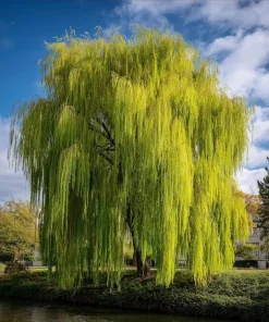 2 Weeping Willow Trees Live Plants - 6-12