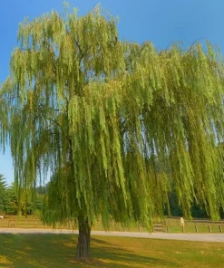 2 Weeping Willow Trees Live Plants - 6-12