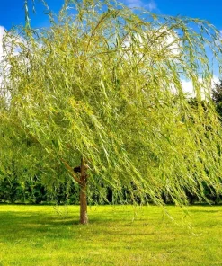 2 Weeping Willow Trees Live Plants - 6-12