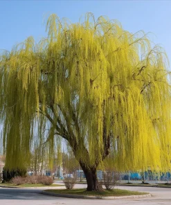 2 Weeping Willow Trees Live Plants - 6-12