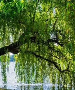 2 Weeping Willow Trees Live Plants - 6-12