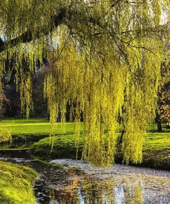 2 Weeping Willow Trees Live Plants - 6-12