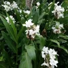 2 White Butterfly Ginger Rhizomes – Hedychium coronarium Live Tropical Plants - Image 1