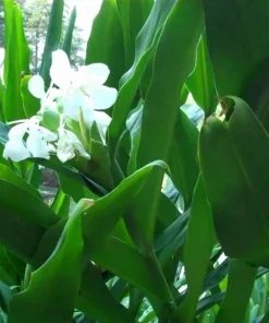 2 White Butterfly Ginger Rhizomes – Hedychium coronarium Live Tropical Plants - Image 3