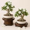 2 White Desert Rose Plants Live – Adenium Succulent – 4-6 Inch Tall – Indoor/Outdoor - Image 1