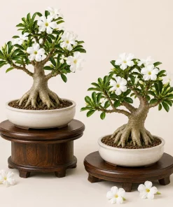 2 White Desert Rose Plants Live – Adenium Succulent – 4-6 Inch Tall – Indoor/Outdoor - Image 1