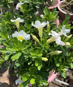 2 White Desert Rose Plants Live – Adenium Succulent – 4-6 Inch Tall – Indoor/Outdoor - Image 3