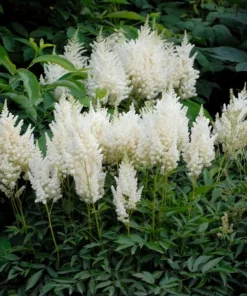 2 White Glory Astilbe Bare Root Plants - Shade Perennial for Woodland Gardens - Image 2