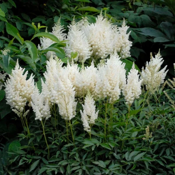 2 White Glory Astilbe Bare Root Plants - Shade Perennial for Woodland Gardens - Image 2