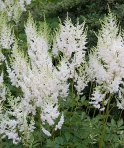 2 White Glory Astilbe Bare Root Plants - Shade Perennial for Woodland Gardens - Image 3
