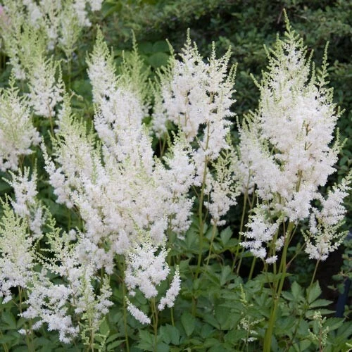 2 White Glory Astilbe Bare Root Plants - Shade Perennial for Woodland Gardens - Image 3