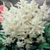 2 White Glory Astilbe Bare Root Plants - Shade Perennial for Woodland Gardens - Image 1