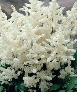 2 White Glory Astilbe Bare Root Plants - Shade Perennial for Woodland Gardens - Image 1