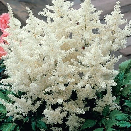 2 White Glory Astilbe Bare Root Plants - Shade Perennial for Woodland Gardens - Image 1