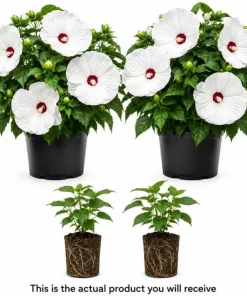 2 White Hibiscus Live Plants, Tropical Flowering Outdoor, 4-6 Inch Tall - Image 2