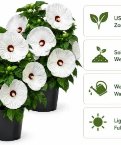 2 White Hibiscus Live Plants, Tropical Flowering Outdoor, 4-6 Inch Tall - Image 4