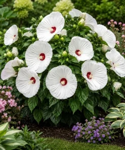 2 White Hibiscus Live Plants, Tropical Flowering Outdoor, 4-6 Inch Tall - Image 6