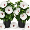 2 White Hibiscus Live Plants, Tropical Flowering Outdoor, 4-6 Inch Tall - Image 1