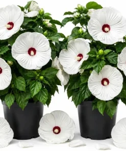 2 White Hibiscus Live Plants, Tropical Flowering Outdoor, 4-6 Inch Tall - Image 1