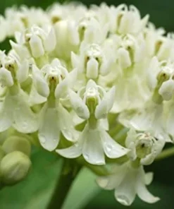 2 White Milkweed Live Plants - Asclepias Perennis - Attract Monarchs - Image 2