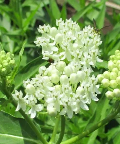 2 White Milkweed Live Plants - Asclepias Perennis - Attract Monarchs - Image 3