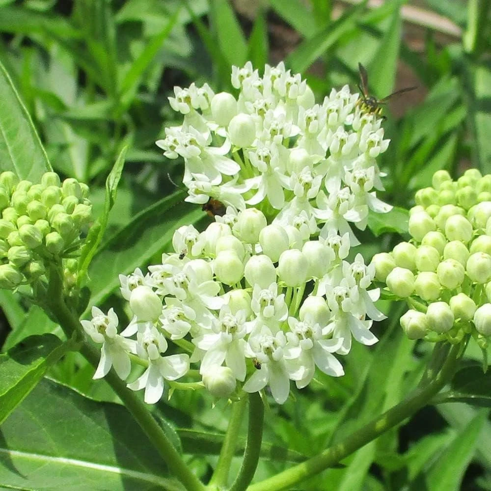 2 White Milkweed Live Plants - Asclepias Perennis - Attract Monarchs - Image 3