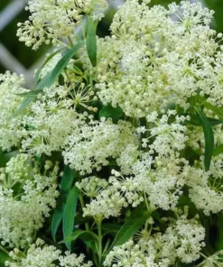 2 White Milkweed Live Plants - Asclepias Perennis - Attract Monarchs - Image 4