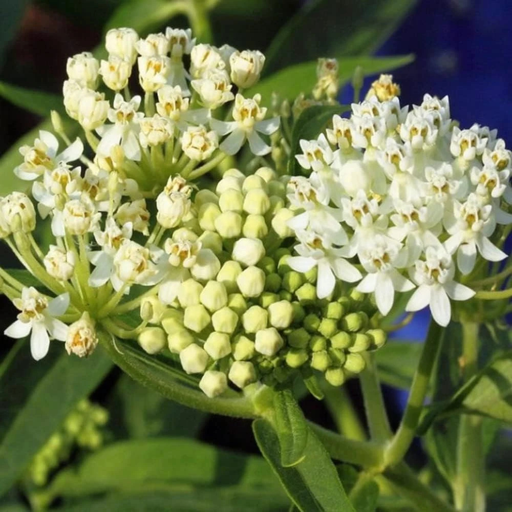 2 White Milkweed Live Plants - Asclepias Perennis - Attract Monarchs - Image 5