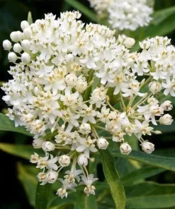 2 White Milkweed Live Plants - Asclepias Perennis - Attract Monarchs - Image 6