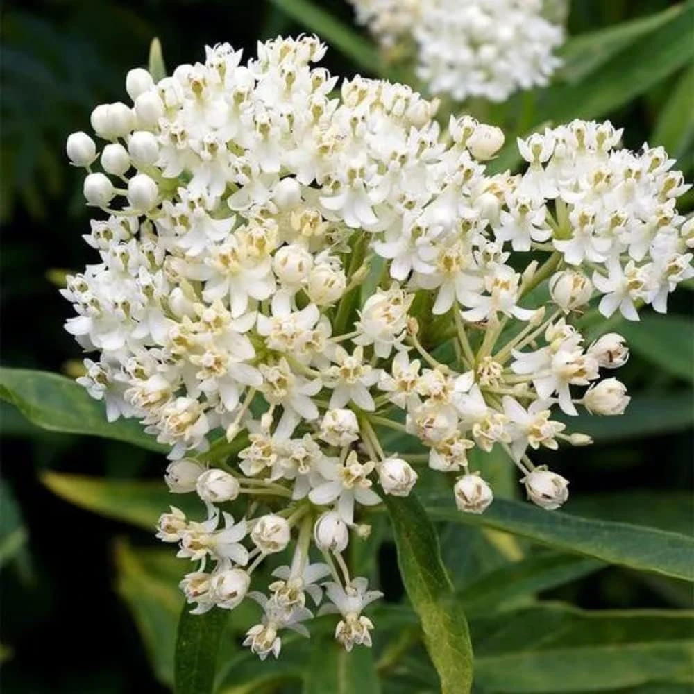 2 White Milkweed Live Plants - Asclepias Perennis - Attract Monarchs - Image 6